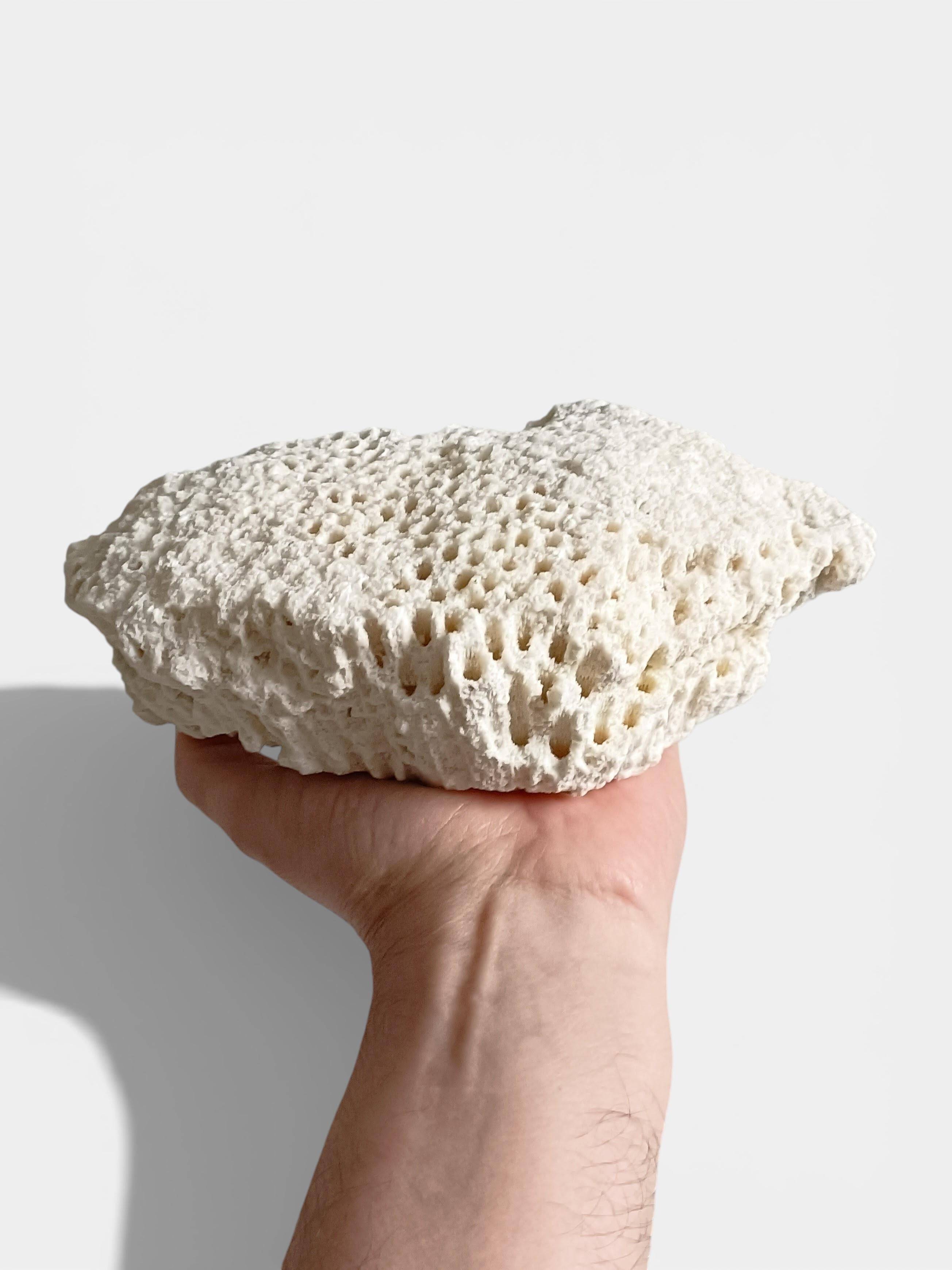 Sculptural White Coral Fossil, Organic Modern Decor from South Asia