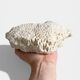 Sculptural White Coral Fossil, Organic Modern Decor from South Asia