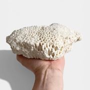 Sculptural White Coral Fossil, Organic Modern Decor from South Asia
