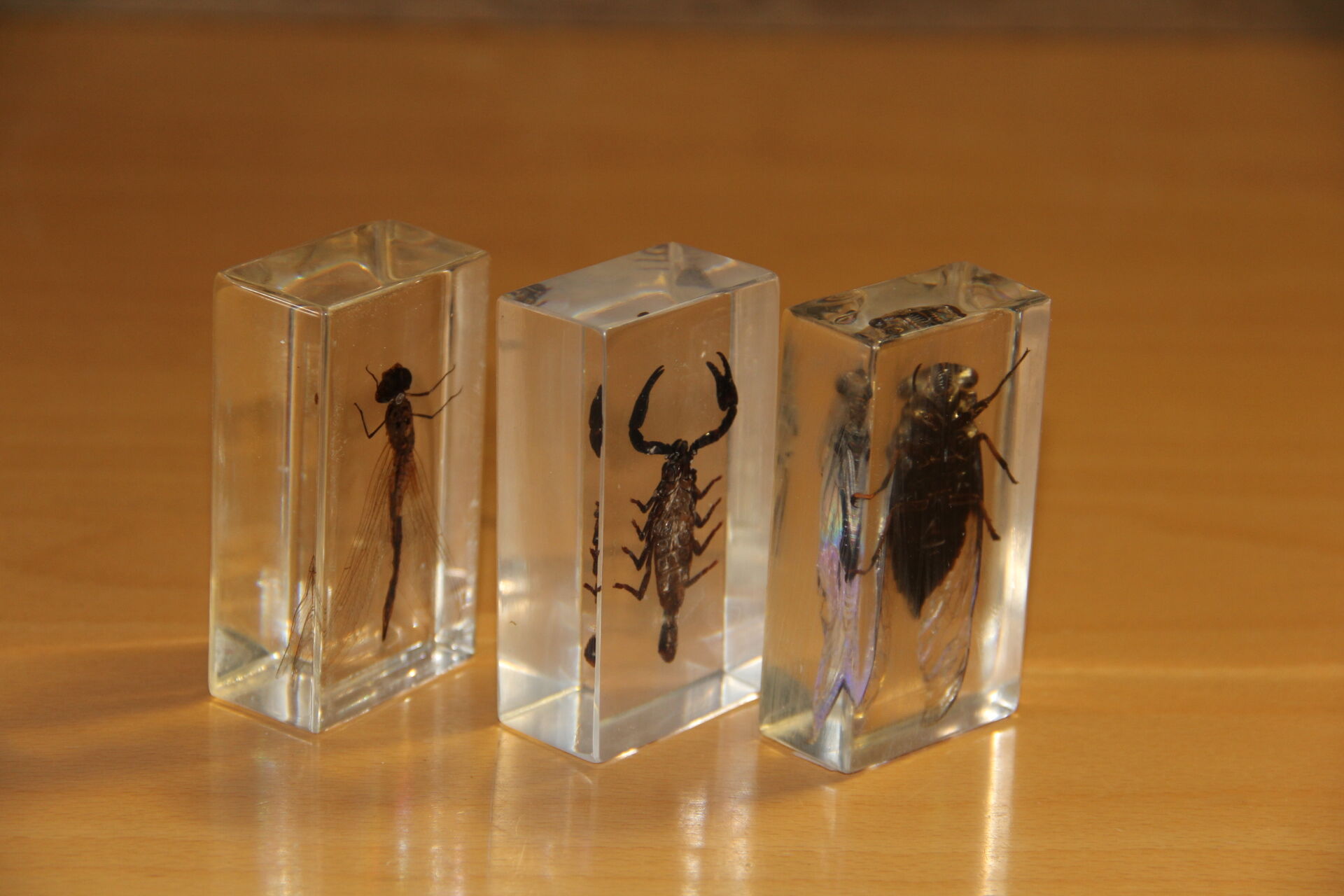 3 insects inclusion in resin