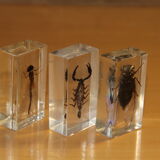 3 insects inclusion in resin