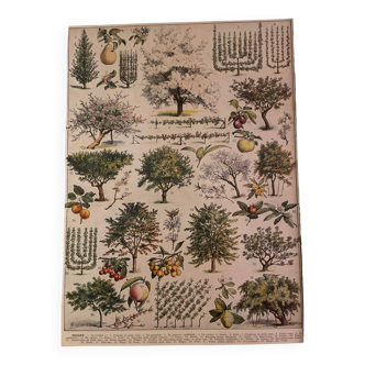 Botanical trees original Larousse plates from the beginning of the century