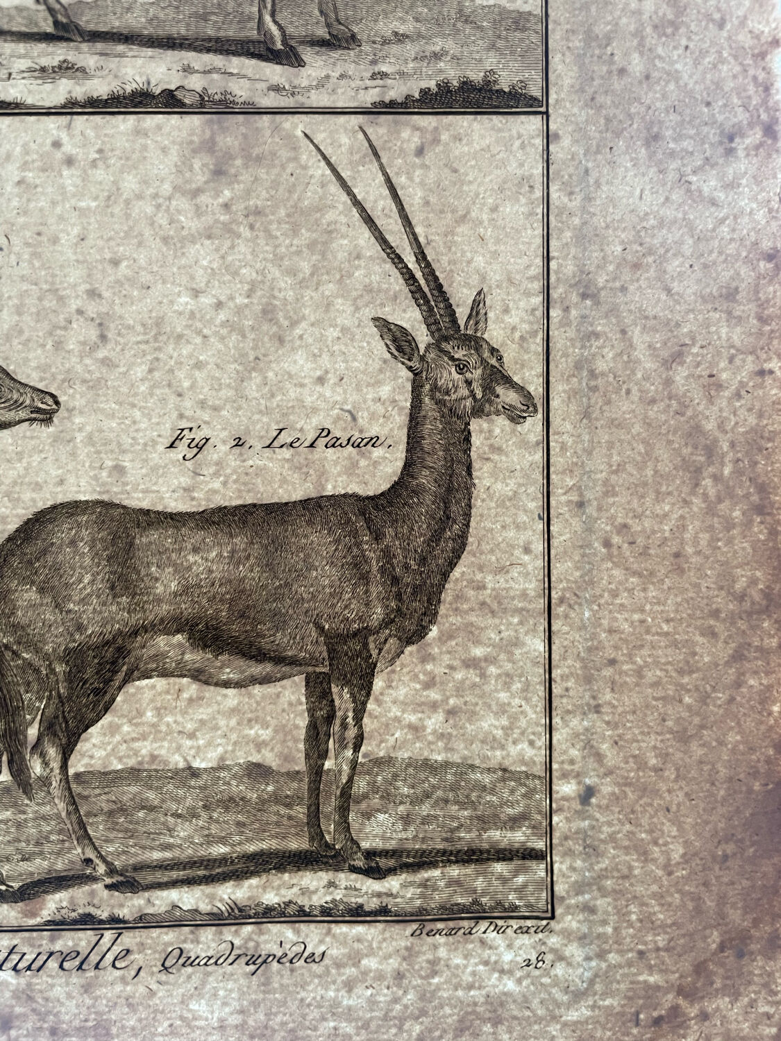 Engraving XVIIIth Buffon