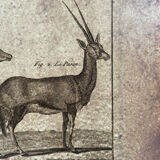 Engraving XVIIIth Buffon