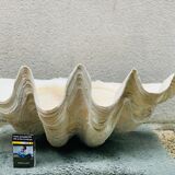 Clam