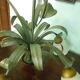 Chandelier of 5 corollas in white granite glass, central decoration with foliage 70s /80s