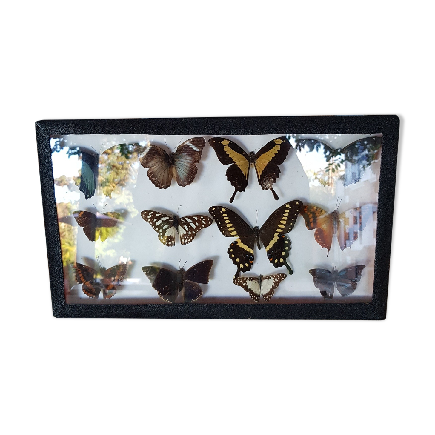 Table frame entomology butterflies under glass