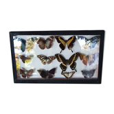 Tableau cadre entomologie papillons sous verre