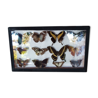 Table frame entomology butterflies under glass