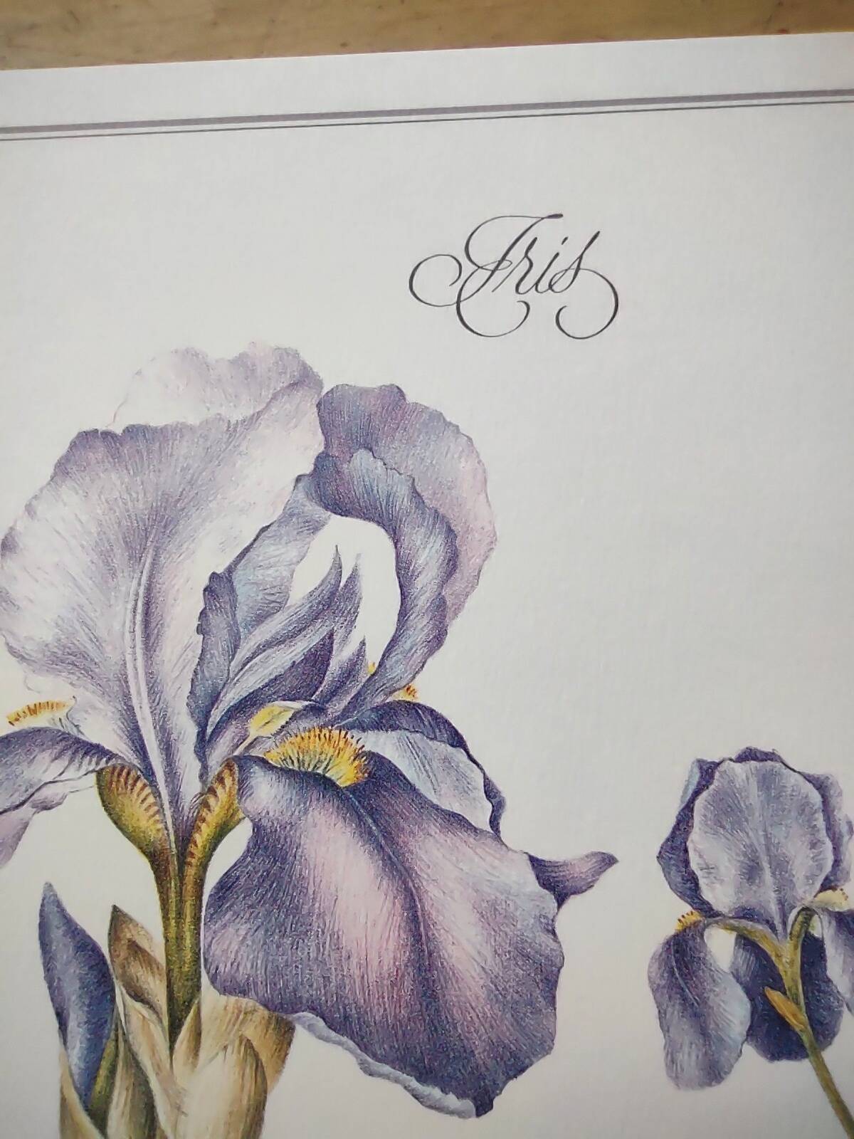 Botanical engraving -Iris- Illustration of medicinal plants and herbs. Pastels by C.Michaut
