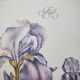 Botanical engraving -Iris- Illustration of medicinal plants and herbs. Pastels by C.Michaut