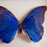 Naturalized Morpho Butterfly and framed bulging glass
