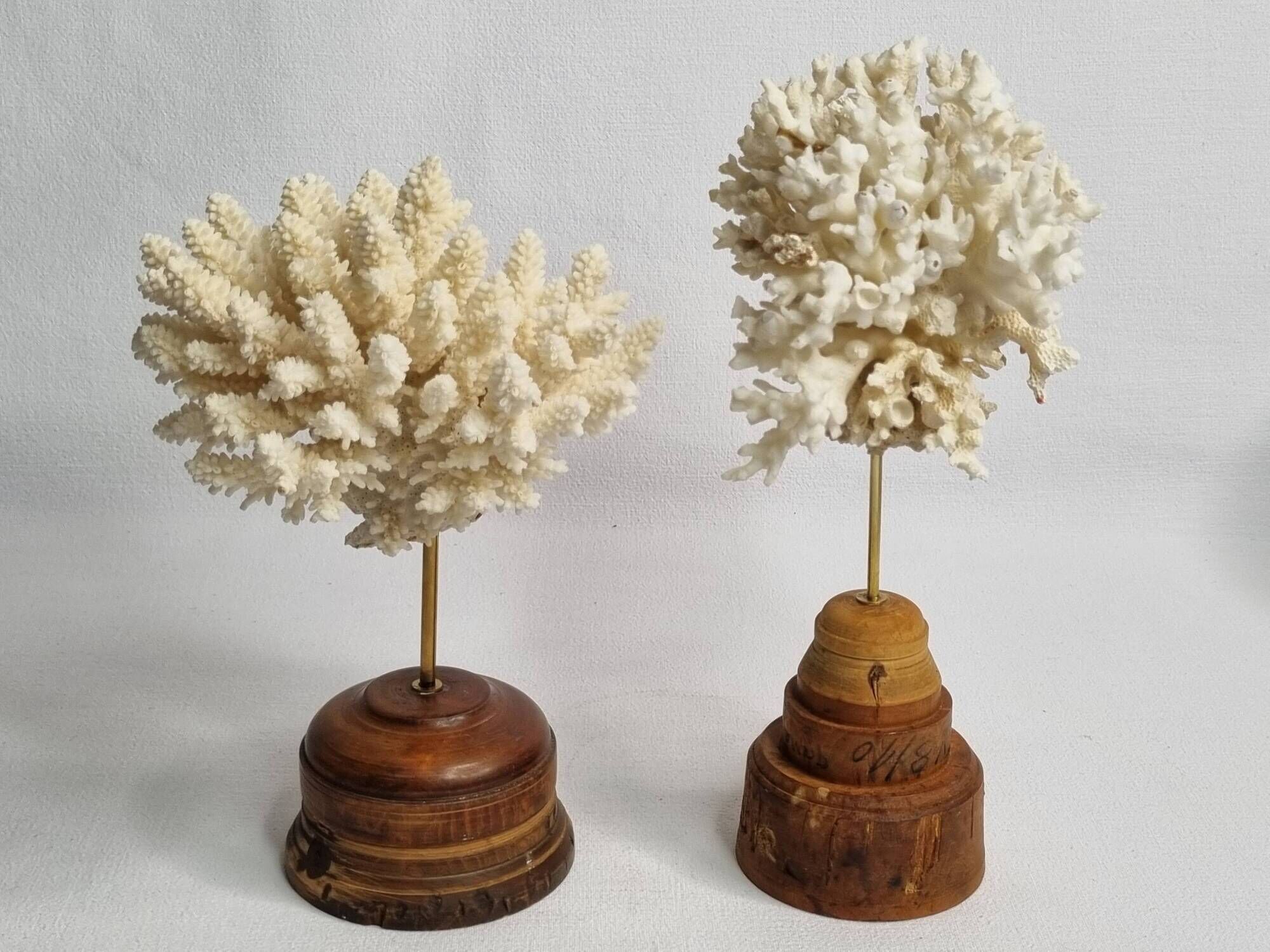 Paire d'anciens coraux blancs sur socles en bois industriel, 21 cm