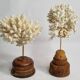 Paire d'anciens coraux blancs sur socles en bois industriel, 21 cm