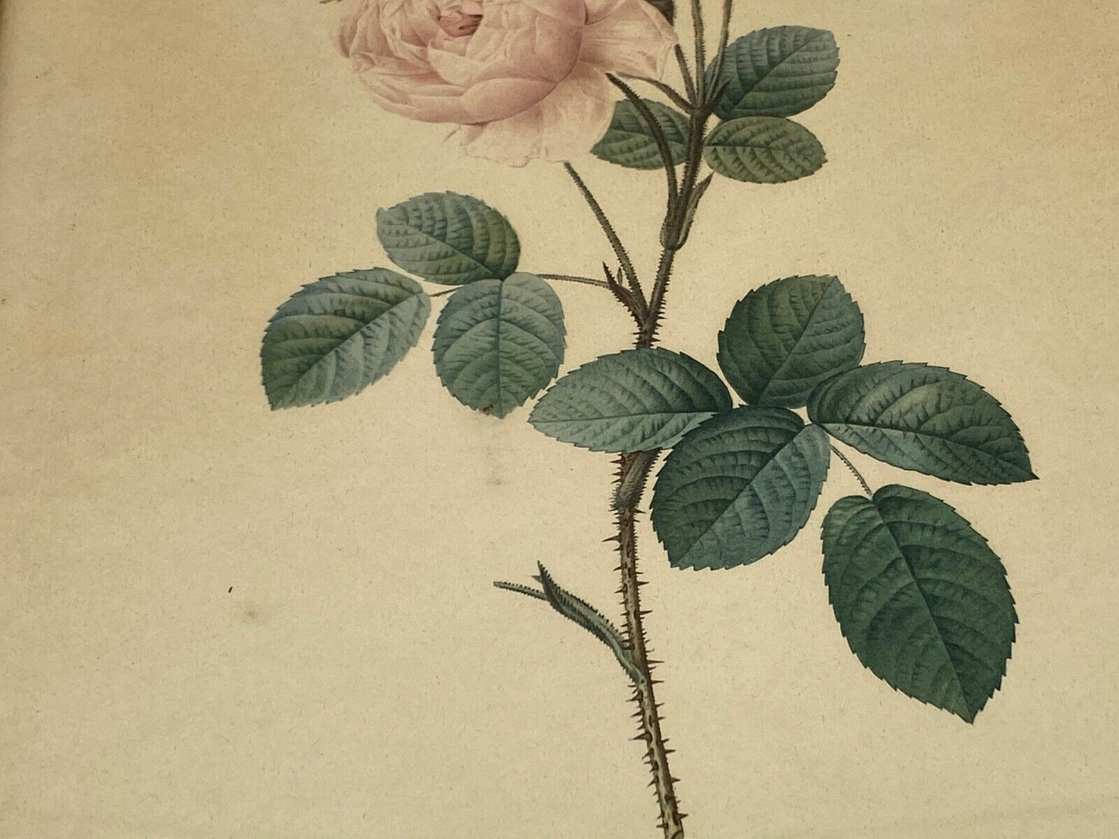Lithographie rosier redoute Langlois Remond mousseux a fleurs blanches