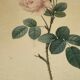Lithographie rosier redoute Langlois Remond mousseux a fleurs blanches