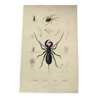 Gravure ancienne de 1838 - Scorpion et araignée - Planche coloriée à la main - zoologie et botanique