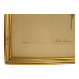 Lithographie JP Redouté encadrée - Belle Rubanée