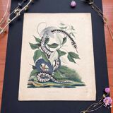 Snake poster (lithograph)