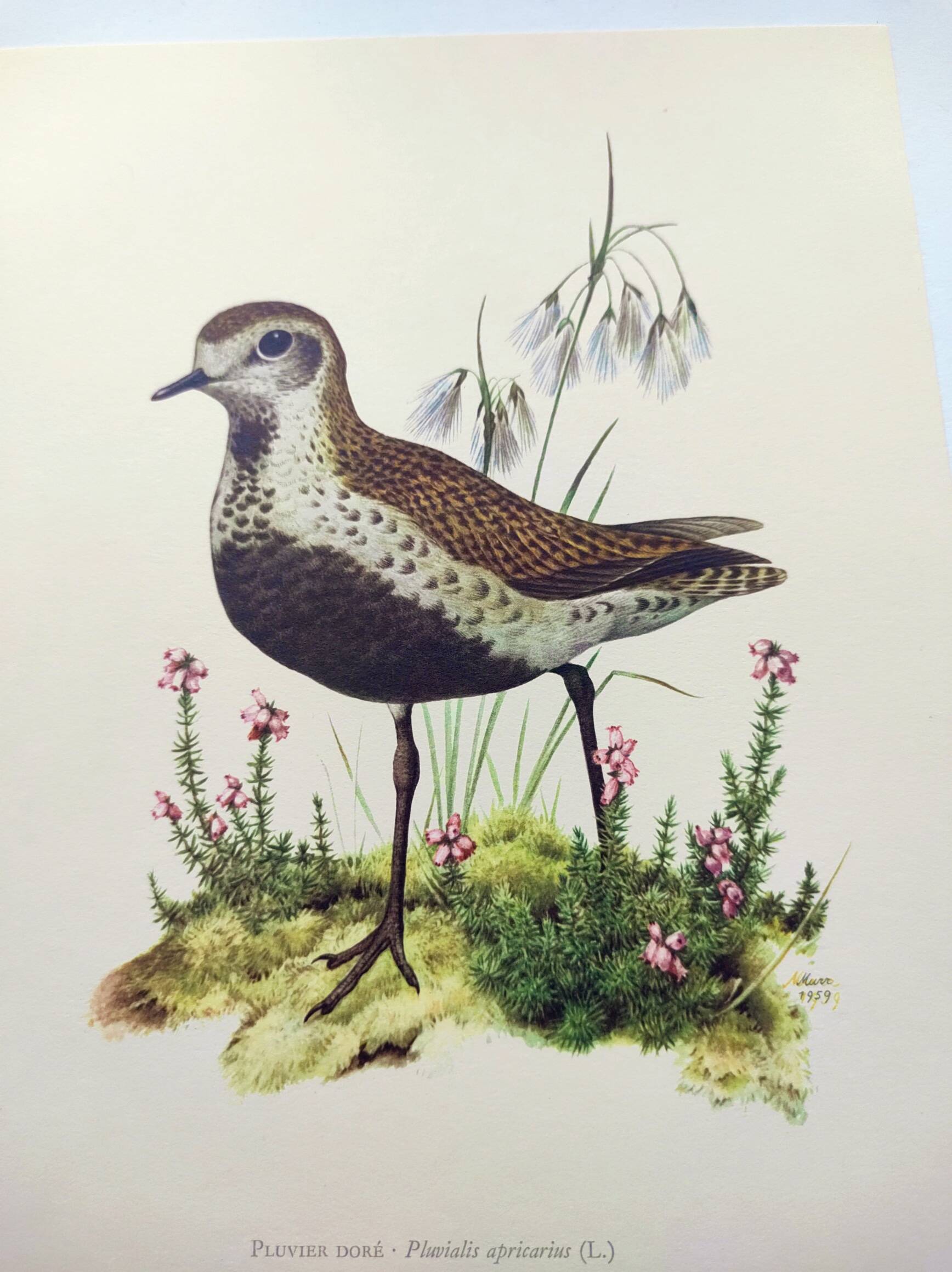 Old bird illustration from the 1960s - Golden Plover - Animal and nature plate