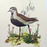 Old bird illustration from the 1960s - Golden Plover - Animal and nature plate