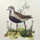Old bird illustration from the 1960s - Golden Plover - Animal and nature plate