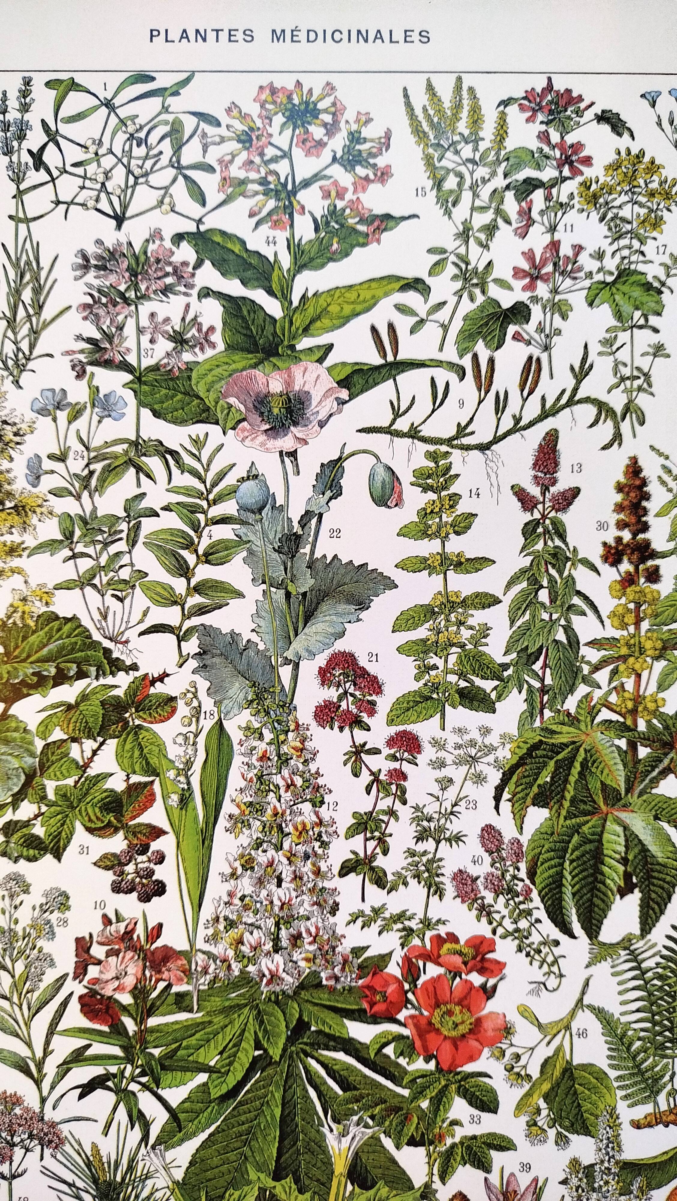 Affiche sur les plantes médicinales "gui", d'après une lithographie de 1928