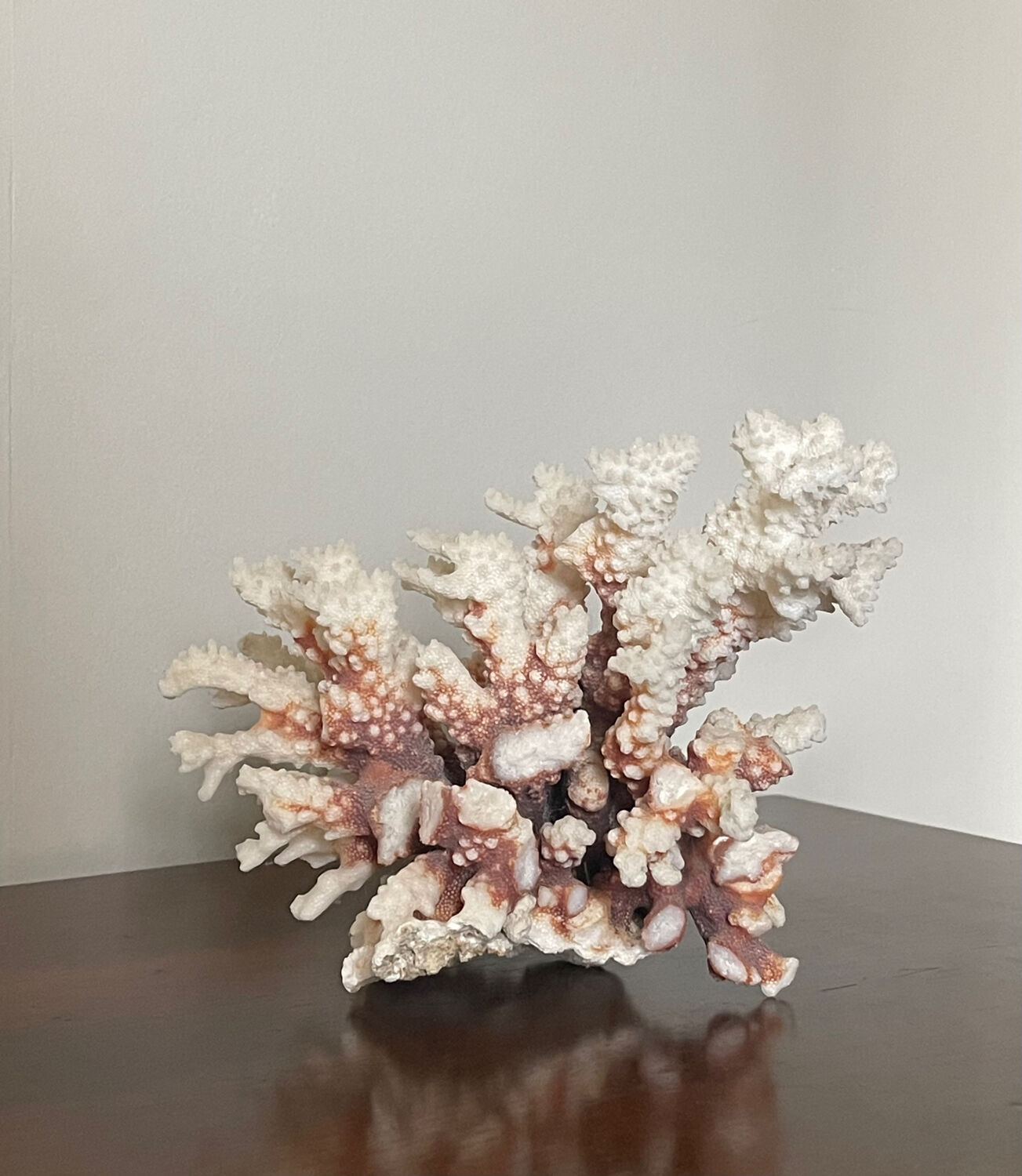 Natural branching coral.