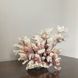 Natural branching coral.