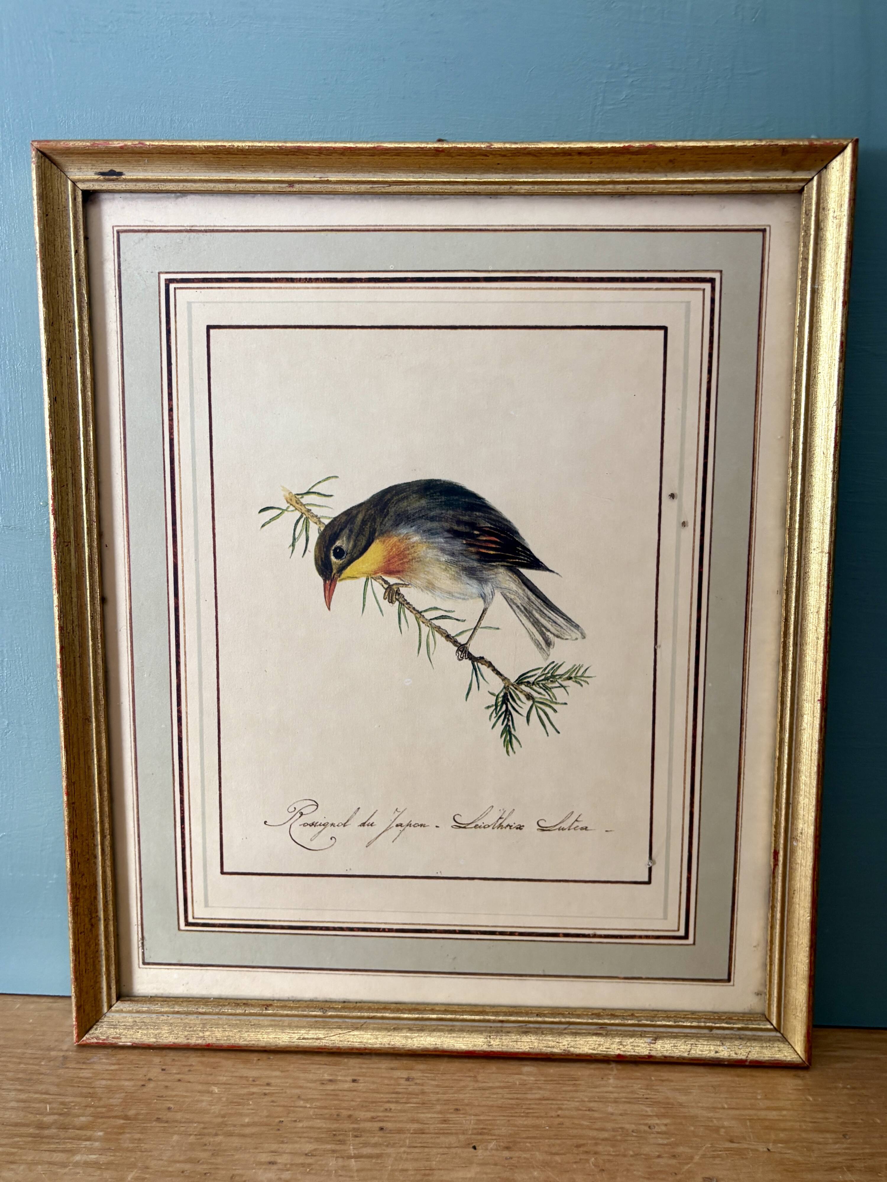 Vintage frame drawing of a bird - Japanese Nightingale