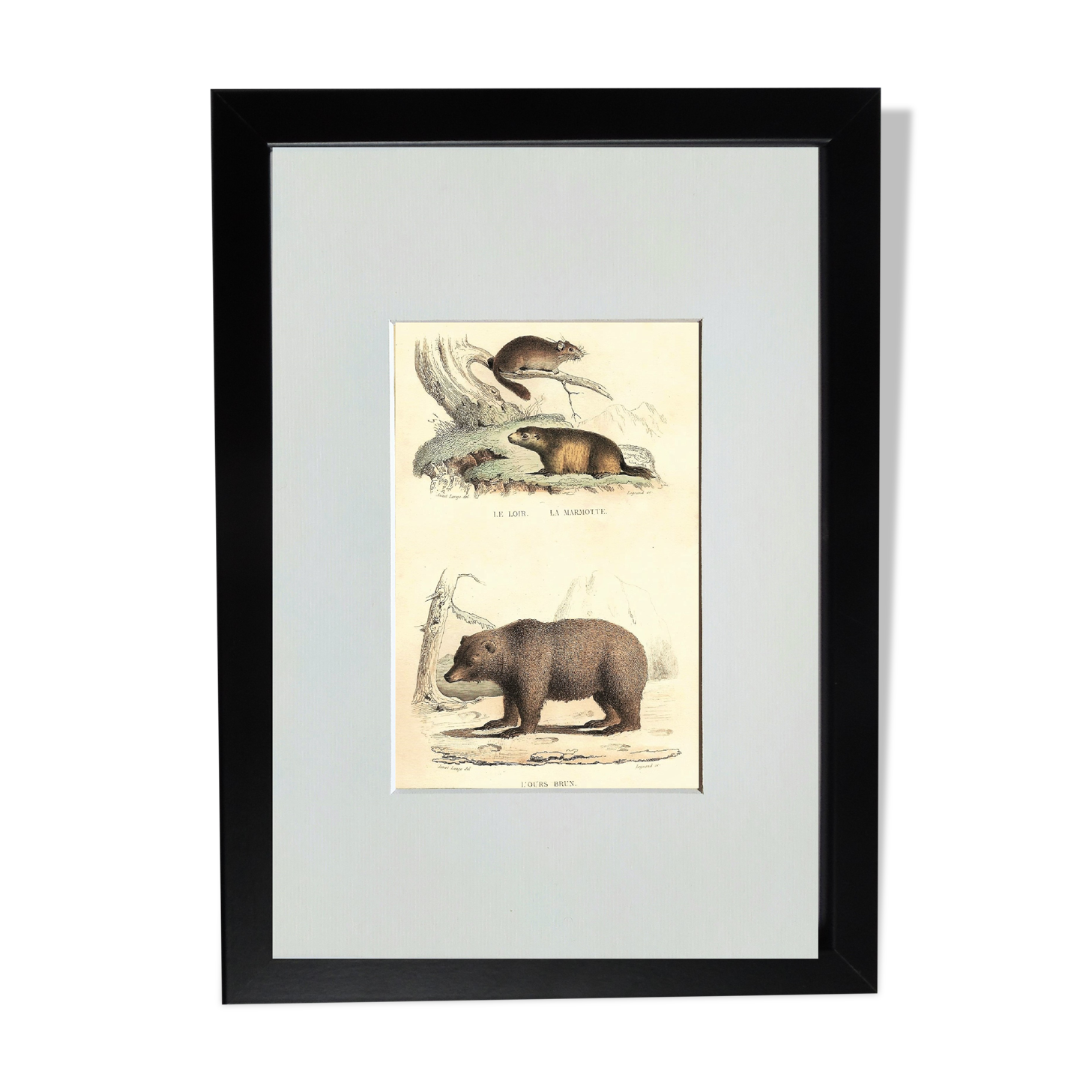 Original zoological plate " loir, marmotte, ours " - buffon 1840