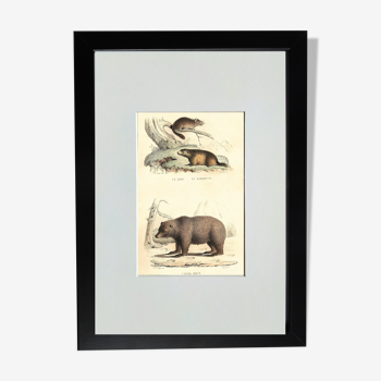 Original zoological plate " loir, marmotte, ours " - buffon 1840