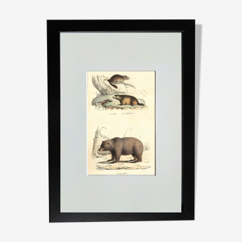 Planche zoologique originale " loir, marmotte, ours " - buffon 1840