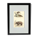 Original zoological plate " loir, marmotte, ours " - buffon 1840