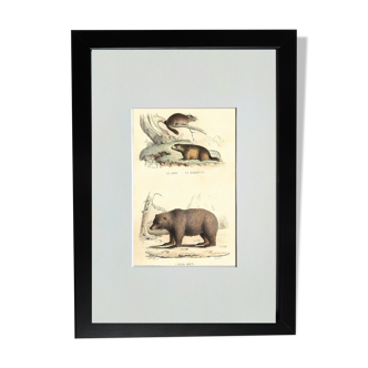 Original zoological plate " loir, marmotte, ours " - buffon 1840