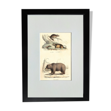 Original zoological plate " loir, marmotte, ours " - buffon 1840