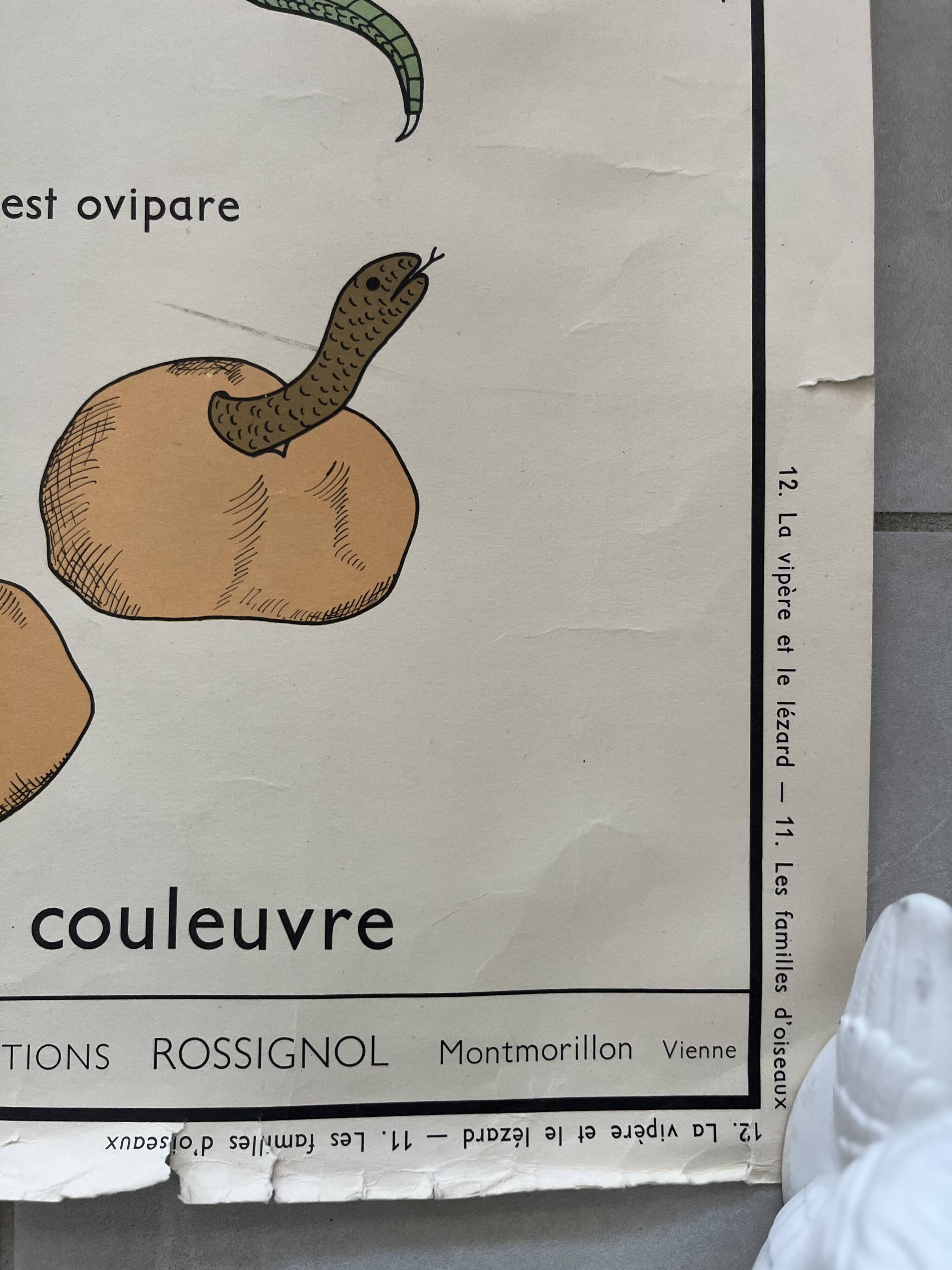 Old school poster Rossignol – Viper & Lizard / Bird families