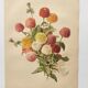 Botanical engraving from 1897 - Zinnia elegant Double Lilliput Varié - Original plate, Lithograph