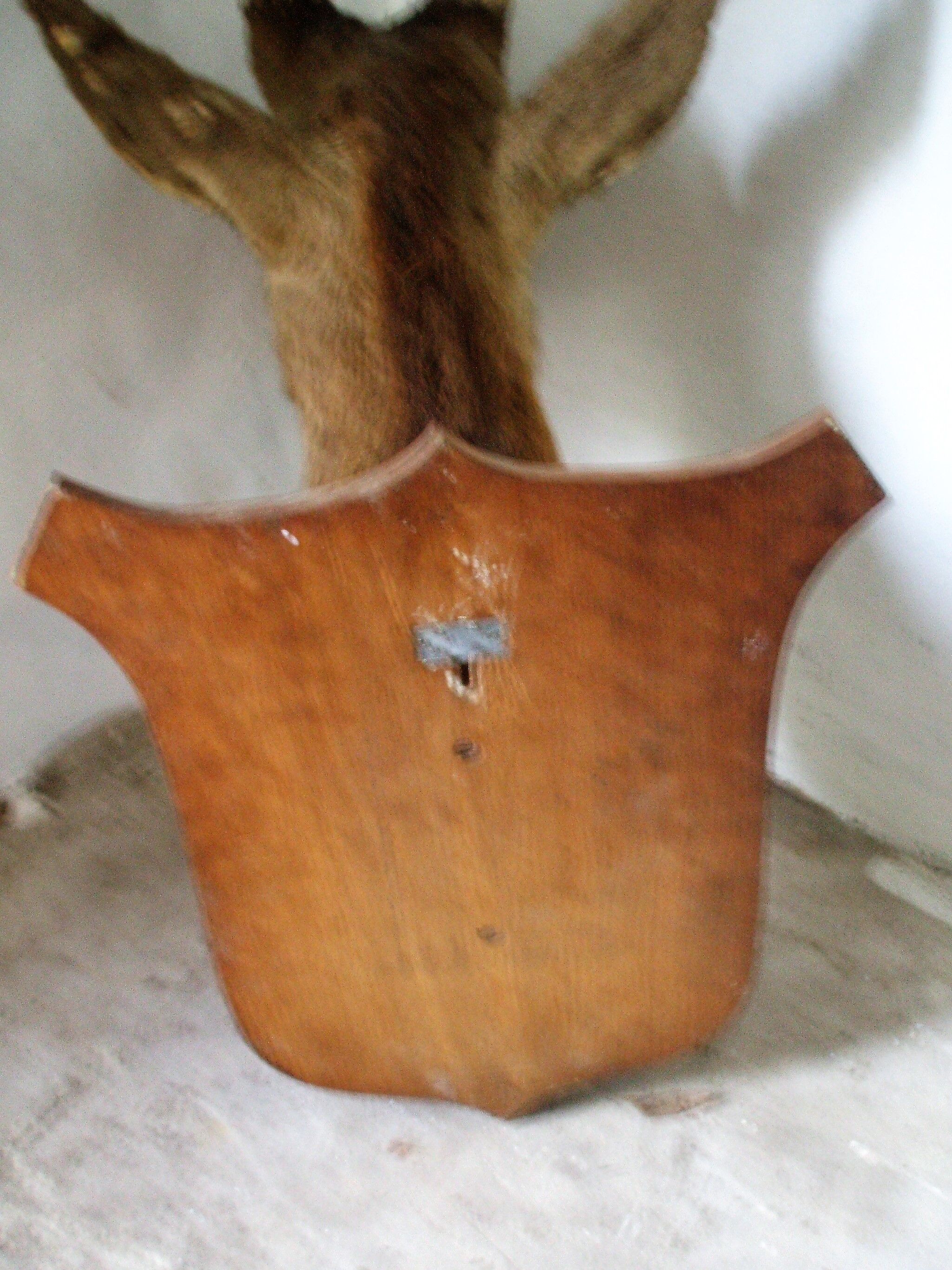 Trophy deer head on coat of arms