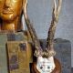 Scandinavian hunting trophy old 30 years