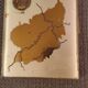 Cigarette case French zone 1945