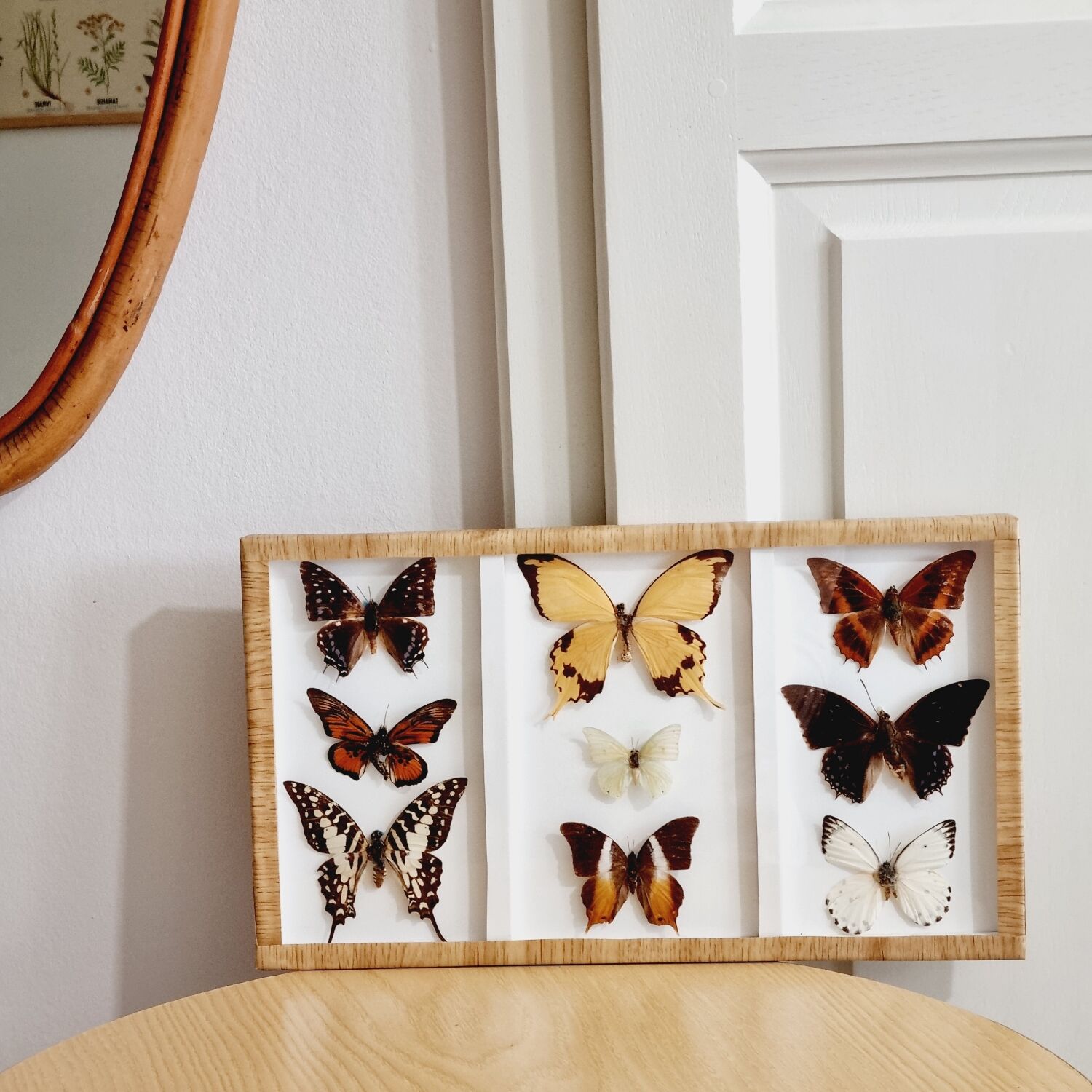 Frame 9 butterflies naturalized Congo 1984