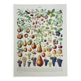 Gravure ancienne 1928, Fruit de nos régions, récolte fruitière • Lithographie, illustration original
