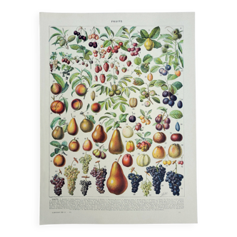 Old engraving 1928, Fruit of our regions, fruit harvest • Lithograph, original illustration