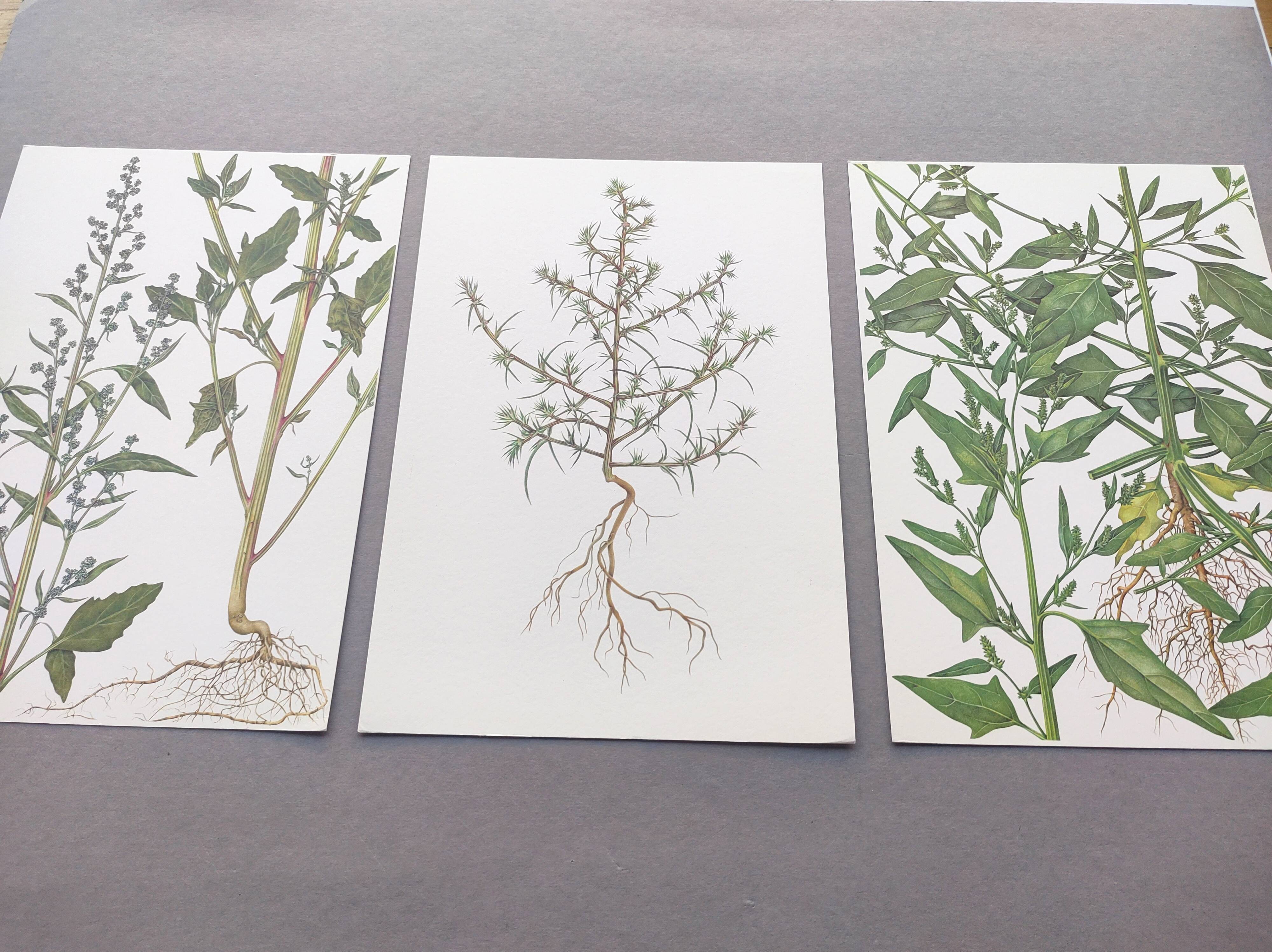 3 vintage botanical plates from 1978 - Spreading orach. Nature plant set