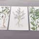 3 vintage botanical plates from 1978 - Spreading orach. Nature plant set