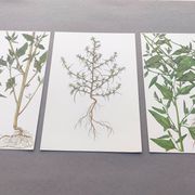 3 vintage botanical plates from 1978 - Spreading orach. Nature plant set
