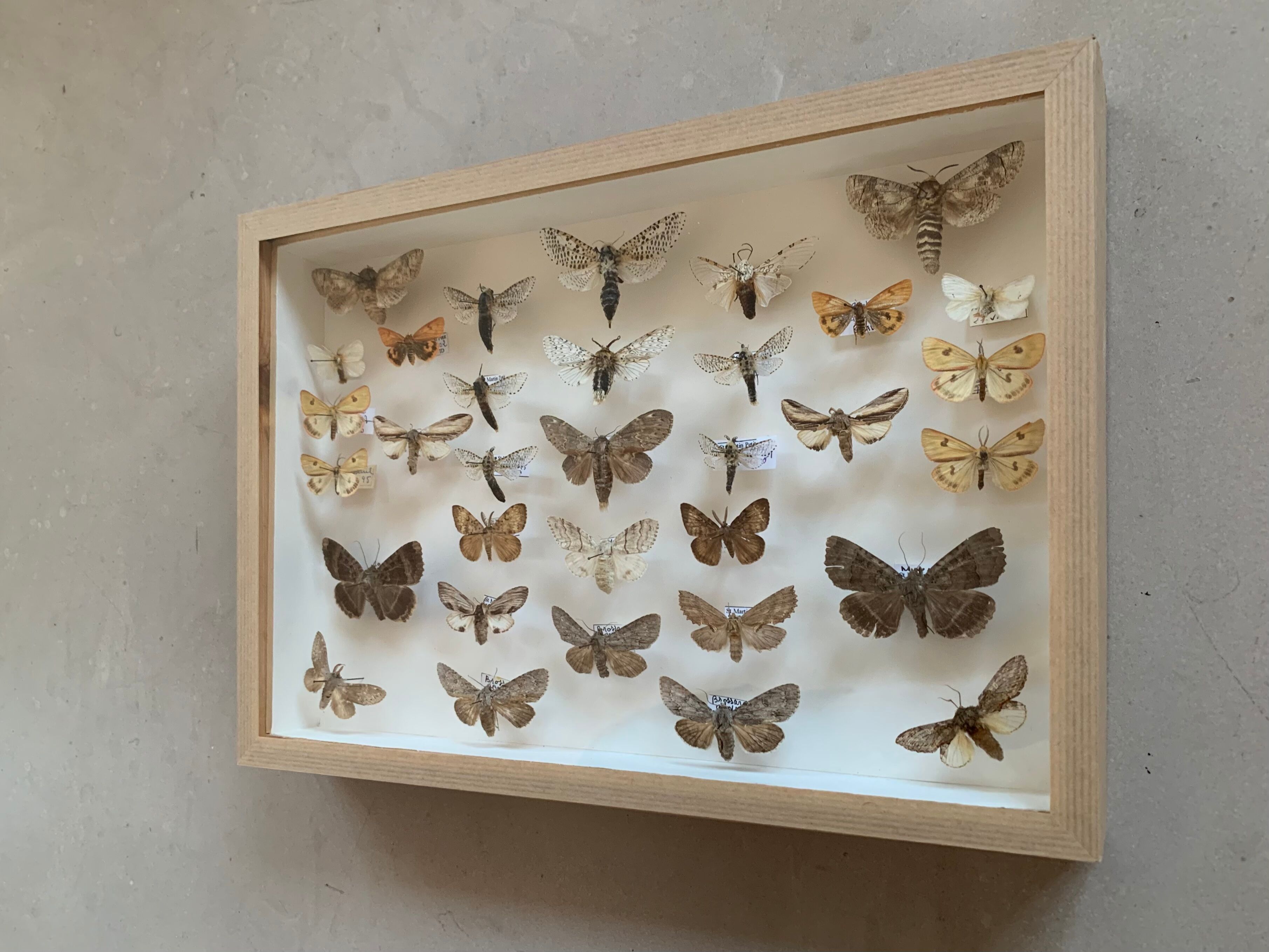 Butterfly frame stuffed under glass