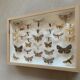 Butterfly frame stuffed under glass