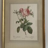 Lithographie Rose Redouté